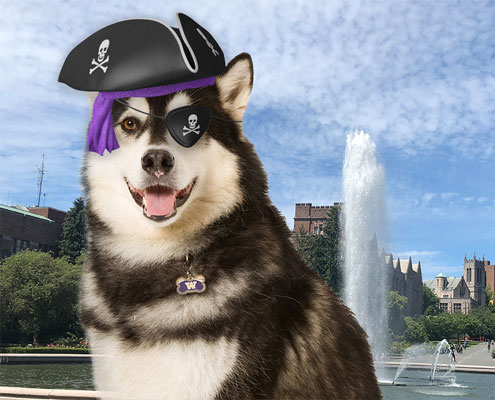 A dog wearing a pirate hat and eye patch.