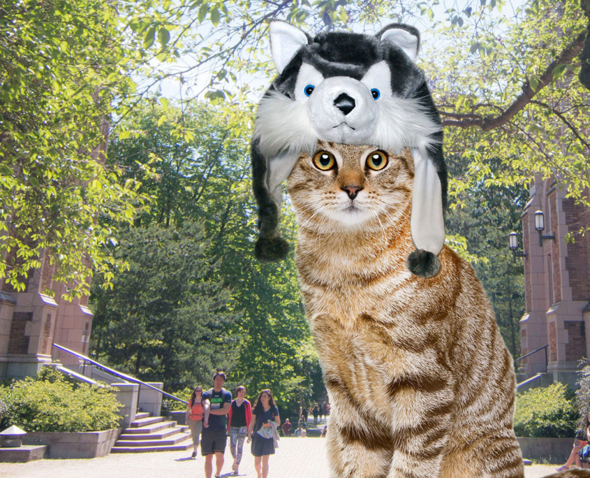 A cat wearing a husky hat.