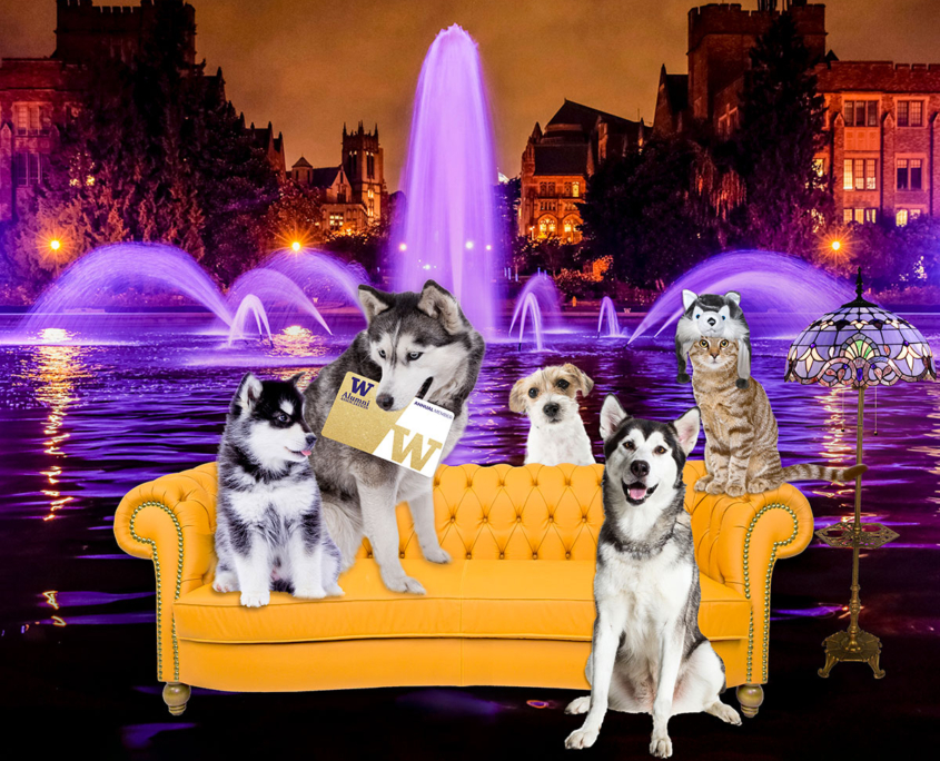 Dogs and a cat on a couch in front of a fountain.