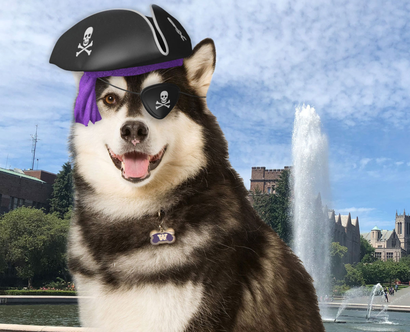 A dog wearing a pirate had and eye patch.
